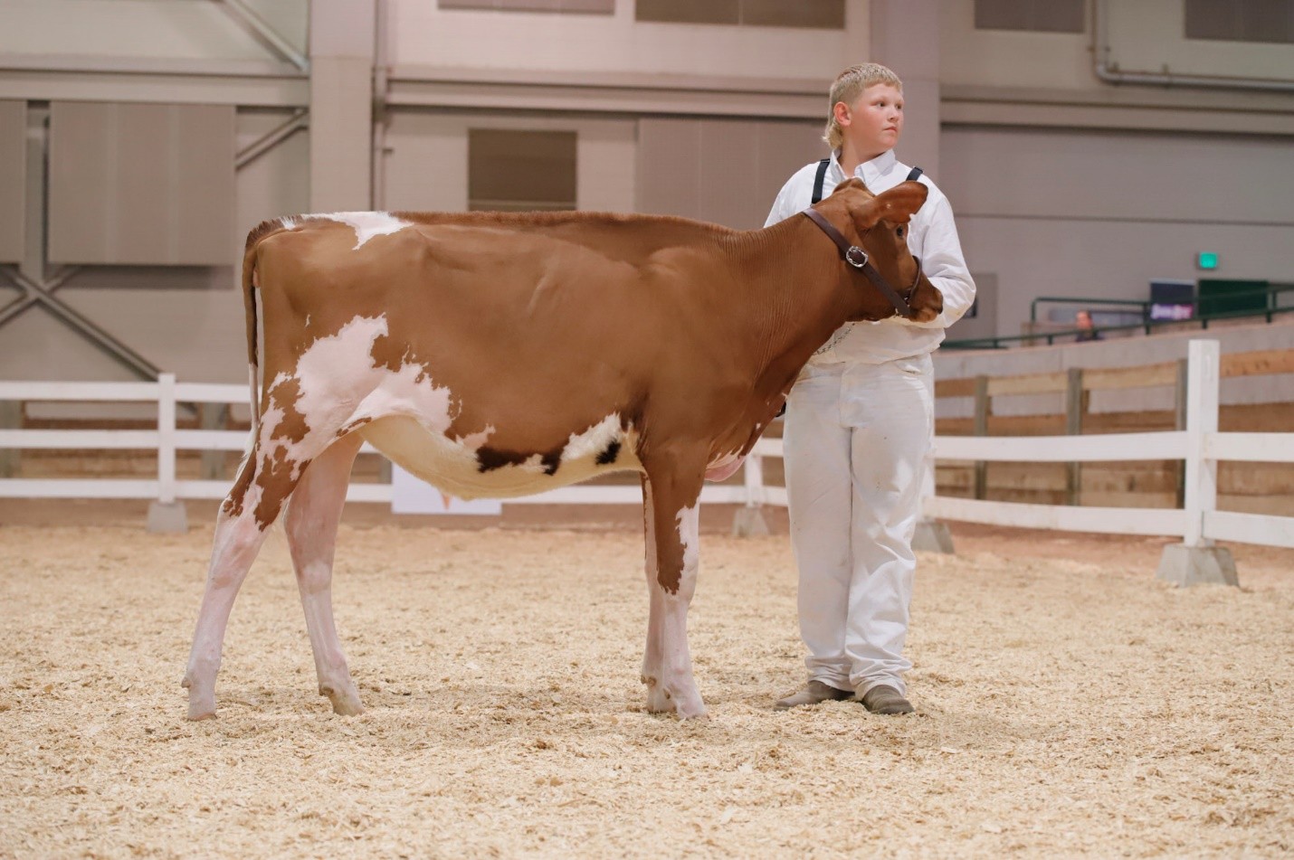A young man in white with a red and white dairy heifer. The closest back leg is set farther back than the far side back leg. Front legs are square together.